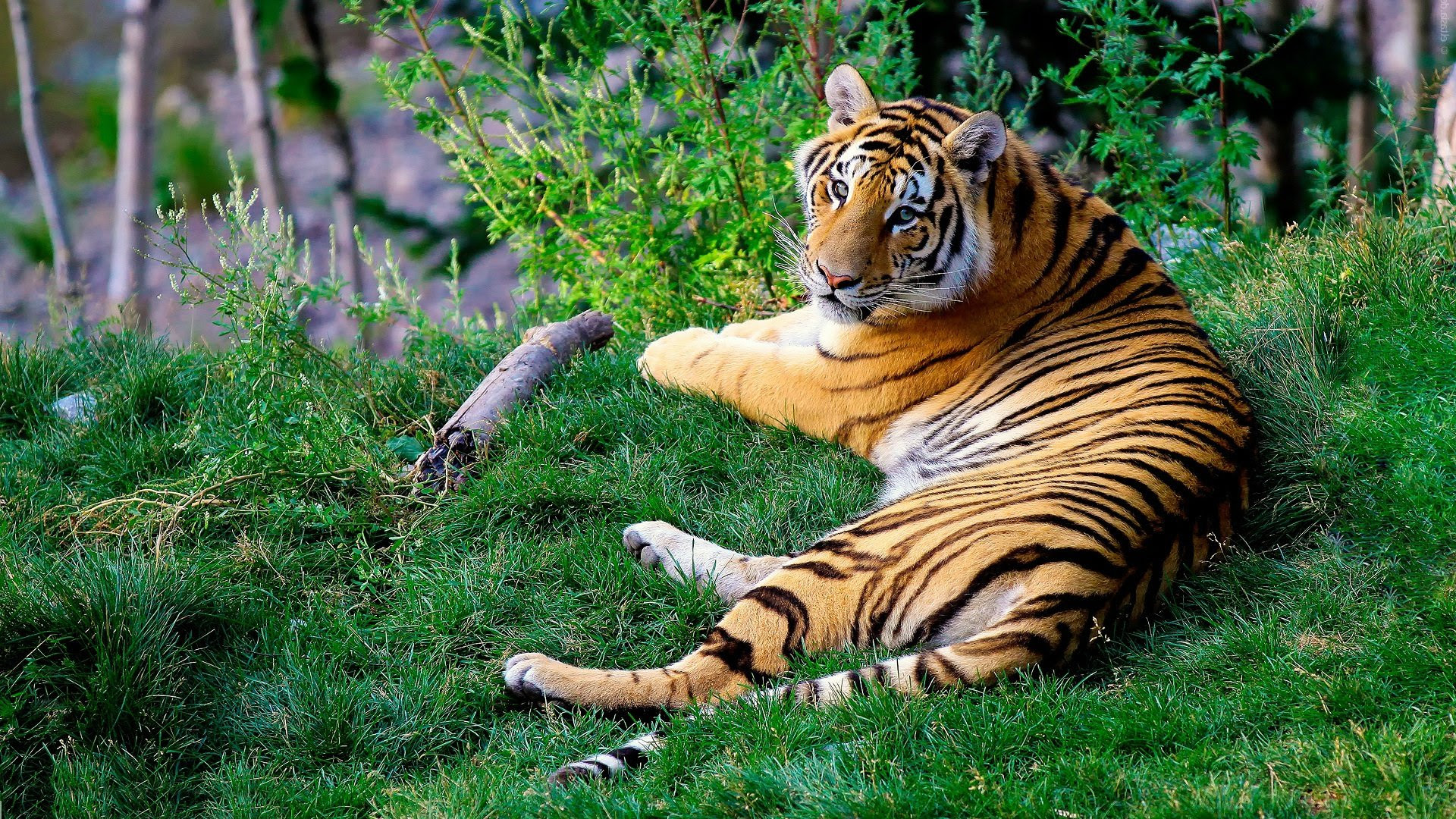 WHAT TO DO IF THERE’S A TIGER IN YOUR BATHROOM